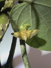 Endocrossis flavibasalis