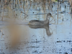 Fulica armillata