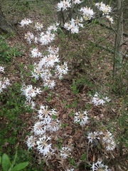 Rhododendron viscosum