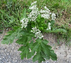 Heracleum carpaticum