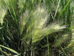 Hordeum jubatum
