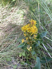 Solidago virgaurea minuta