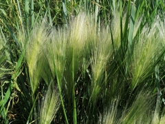 Hordeum jubatum