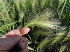 Hordeum jubatum