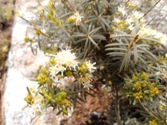 Agathosma foetidissima