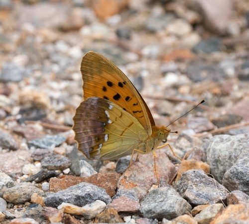 Great Eastern Silverstripe