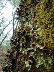 Pseudocyphellaria glabra