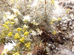 Agathosma foetidissima