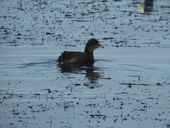 Fulica rufifrons
