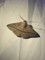 Ugia purpurea