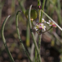 Centella macrocarpa