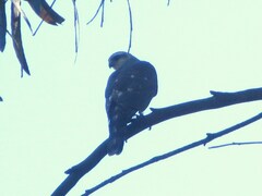 Accipiter ovampensis