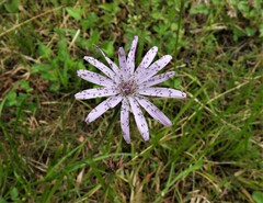 Scorzonera rosea