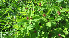 Lonicera chamissoi, photograph Светлана Царахова, CC0, iNaturalist via GBIF