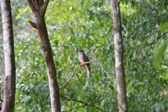 Cacomantis variolosus variolosus