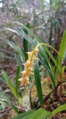 Bulbophyllum liparidioides