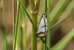 Emprepes pudicalis