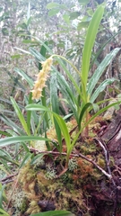 Bulbophyllum liparidioides