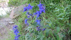 Delphinium brachycentrum