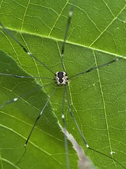 Leiobunum aldrichi
