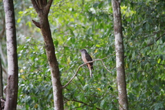 Cacomantis variolosus variolosus