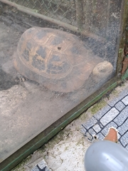 Indotestudo elongata