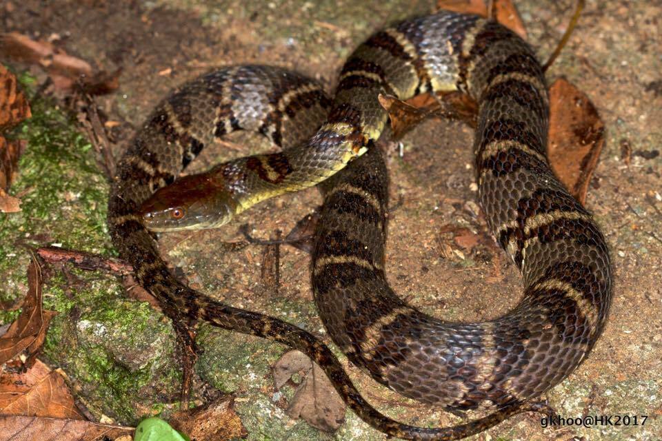 Asiatic Water Snake from lam tsuen on August 26, 2017 by Glenda Heng ...