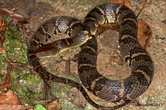 Trimerodytes aequifasciatus