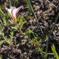 Oxalis multicaulis-recticaulis-versicolor