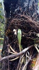 Polystachya cultriformis