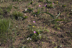 Oxalis multicaulis-recticaulis-versicolor
