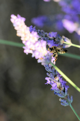 Megachile ericetorum