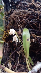 Polystachya cultriformis