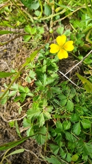 Potentilla anglica