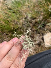 Alectoria ochroleuca