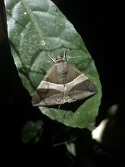Bastilla fulvotaenia