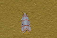 Cyana quadrinotata