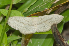 Scopula actuaria