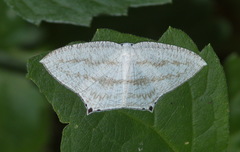 Acropteris ciniferaria