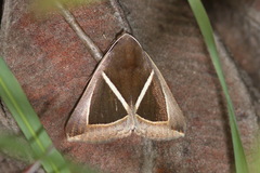 Chalciope mygdon