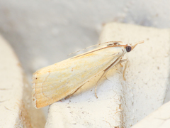 Xanthocrambus saxonellus