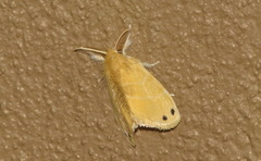 Artaxa digramma