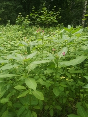 Impatiens glandulifera