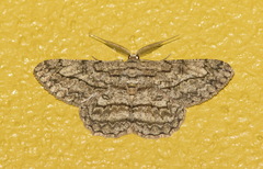 Hypomecis transcissa