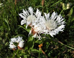 Centaurea phrygia carpatica