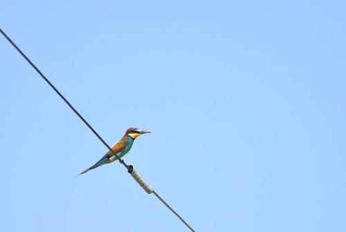 European Bee-eater
