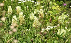 Trifolium ochroleucon