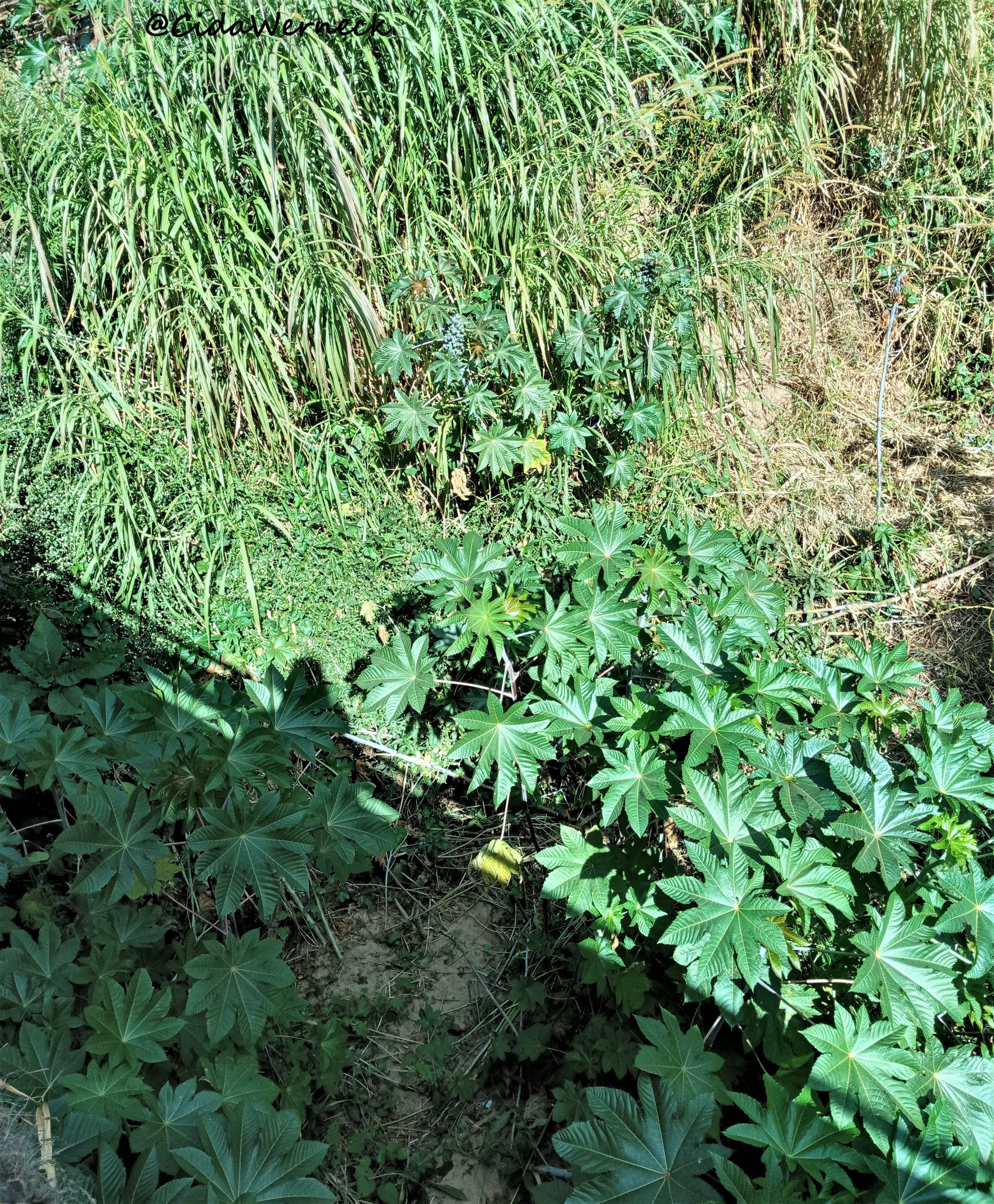 Ricinus communis