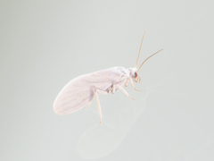 Conwentzia
