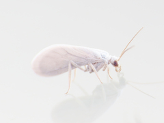 Conwentzia